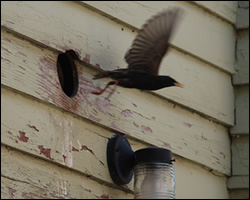 Bird Control