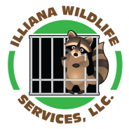 Wildlife removal La Porte IN