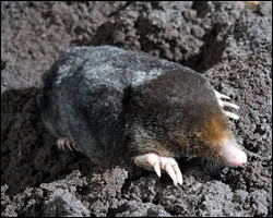Pest mole control