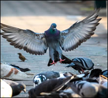 Bird Control