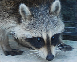 How to get rid of raccoons