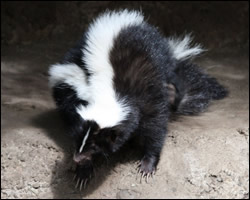 Pest skunk control and removal