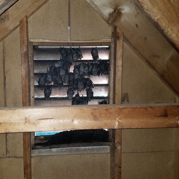 Bats in the Attic and Home