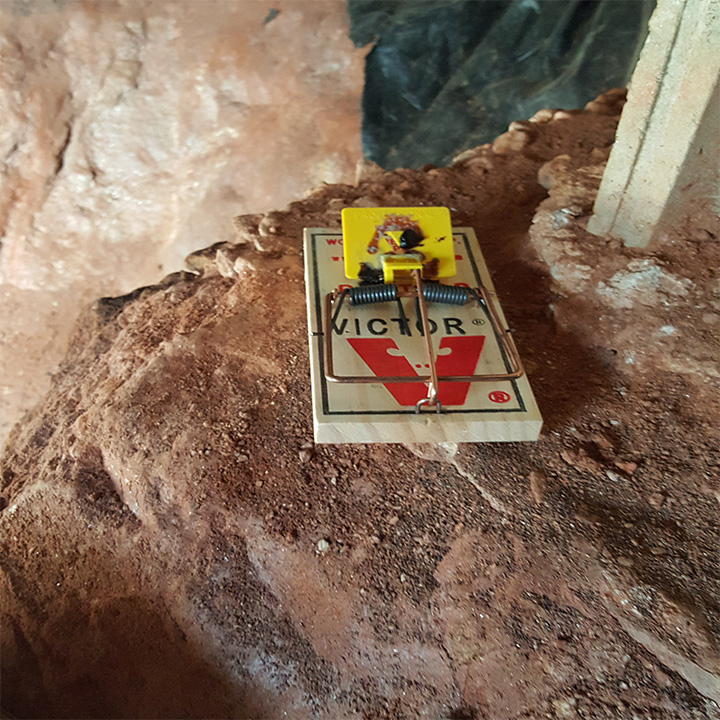 Rat Control and Exterminators