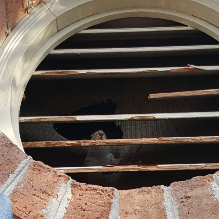 Squirrels in Attic
