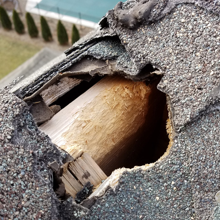 animal-damage-repair Wild Animal Damage Repairs