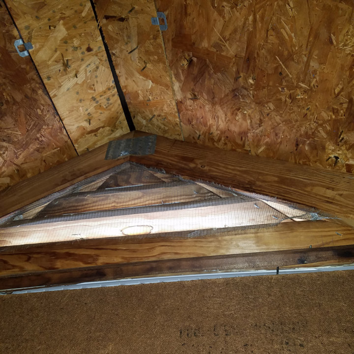 bats-in-attic Bats in Attic