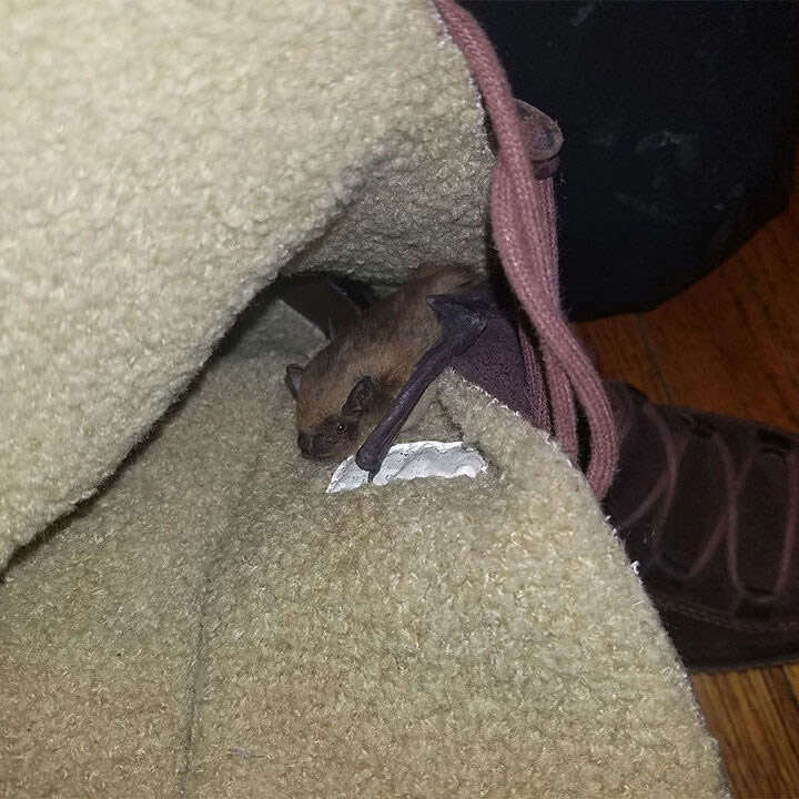 bats-in-home Bats in Home