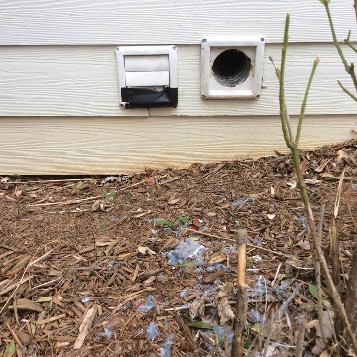 birds-in-attic-vents Birds in Vents, Chimneys, Attic