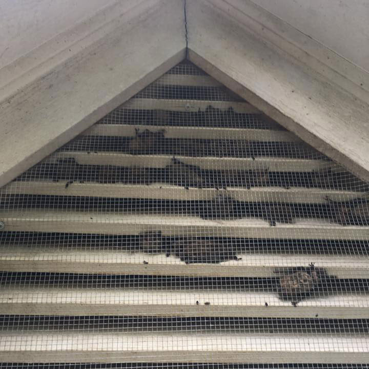 expert-bat-removal Professional Bat Removal