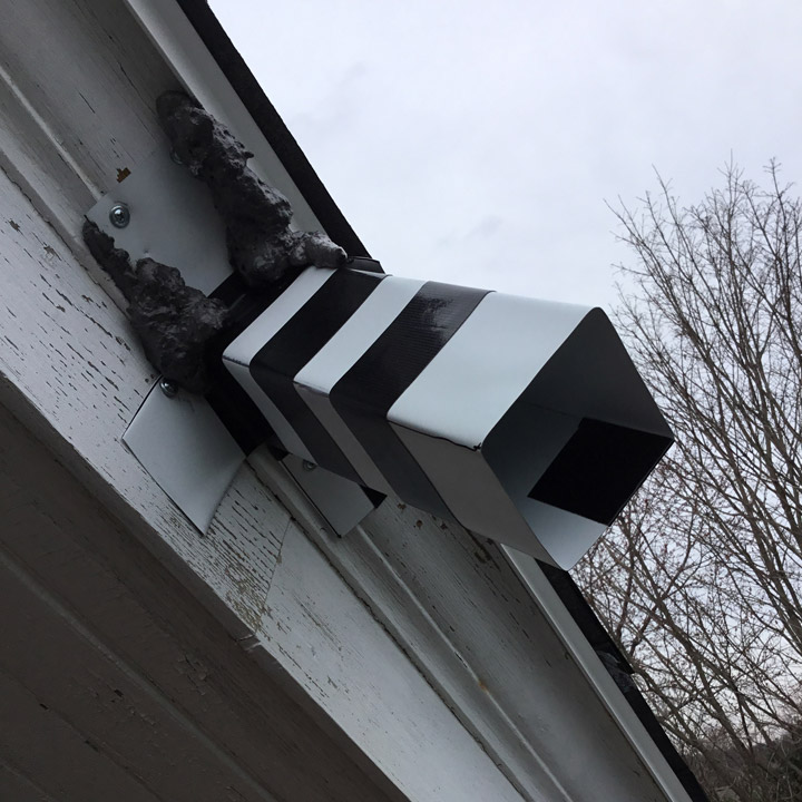 pest-squirrel-removal Pest Squirrel Removal