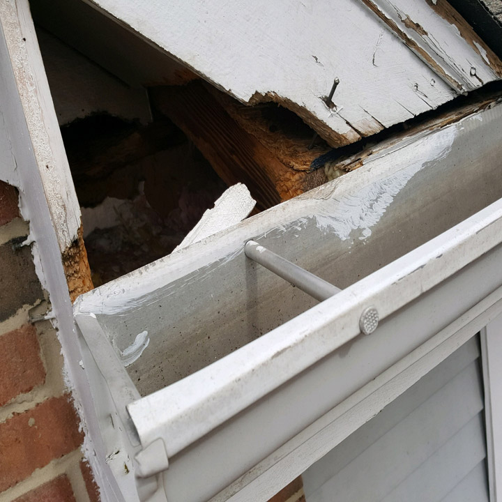 raccoon-damage-repair-1 Raccoon Damage Repair