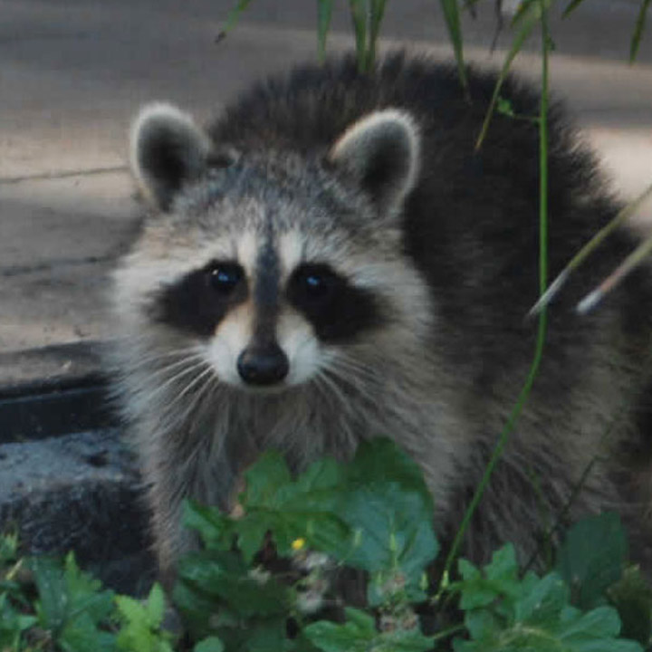 Raccoon Removal and Trapping