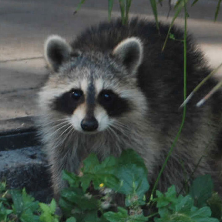raccoon-removal Raccoon Removal and Trapping