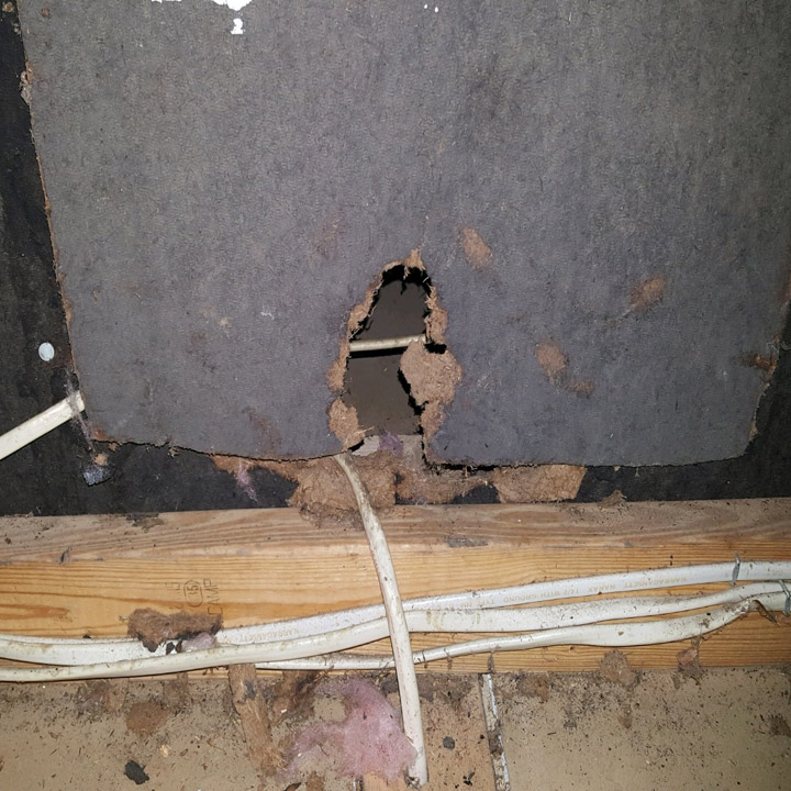 rat-removal Rat Removal and Control