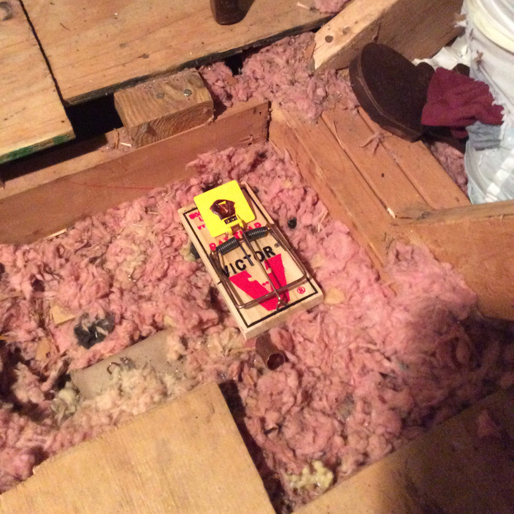 rats-in-attic Rats in Attic