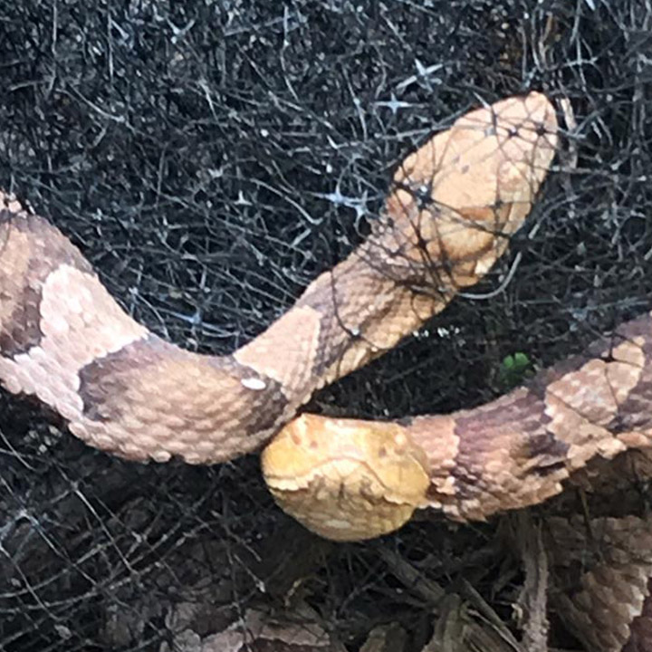 snake-removal Emergency Snake Removal
