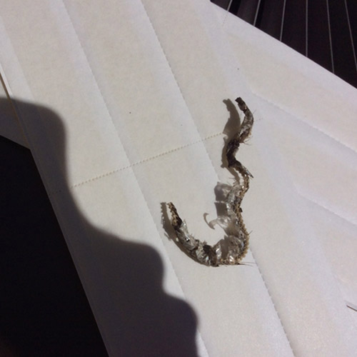 snakes-in-home Snake is Home and Yard