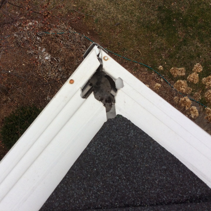 squirrels-in-attic Squirrels in Attic