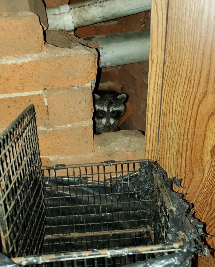 Raccoon-and-the-trap raccoon removal