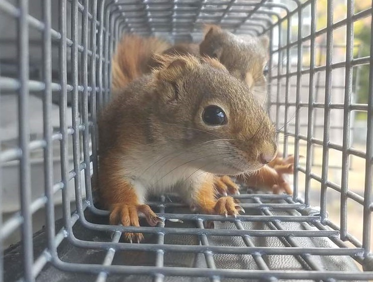 Squirrel-in-Cage squirrels-in-attic