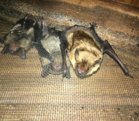 bats in the attic