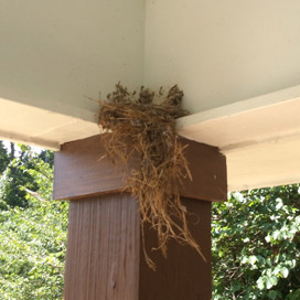 birds