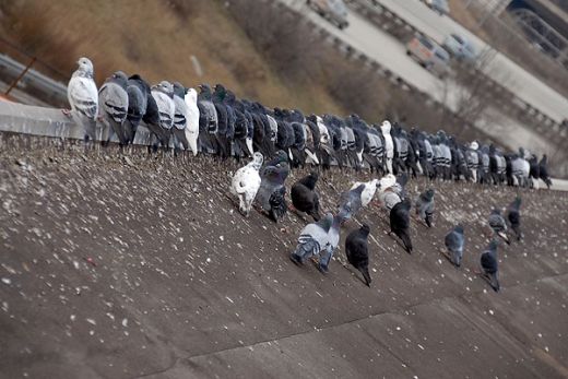 pigeon control Bird control