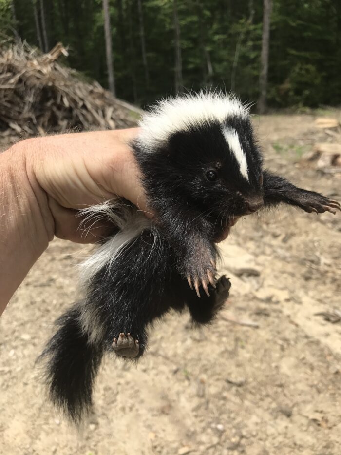 skunk removal skunk trapping