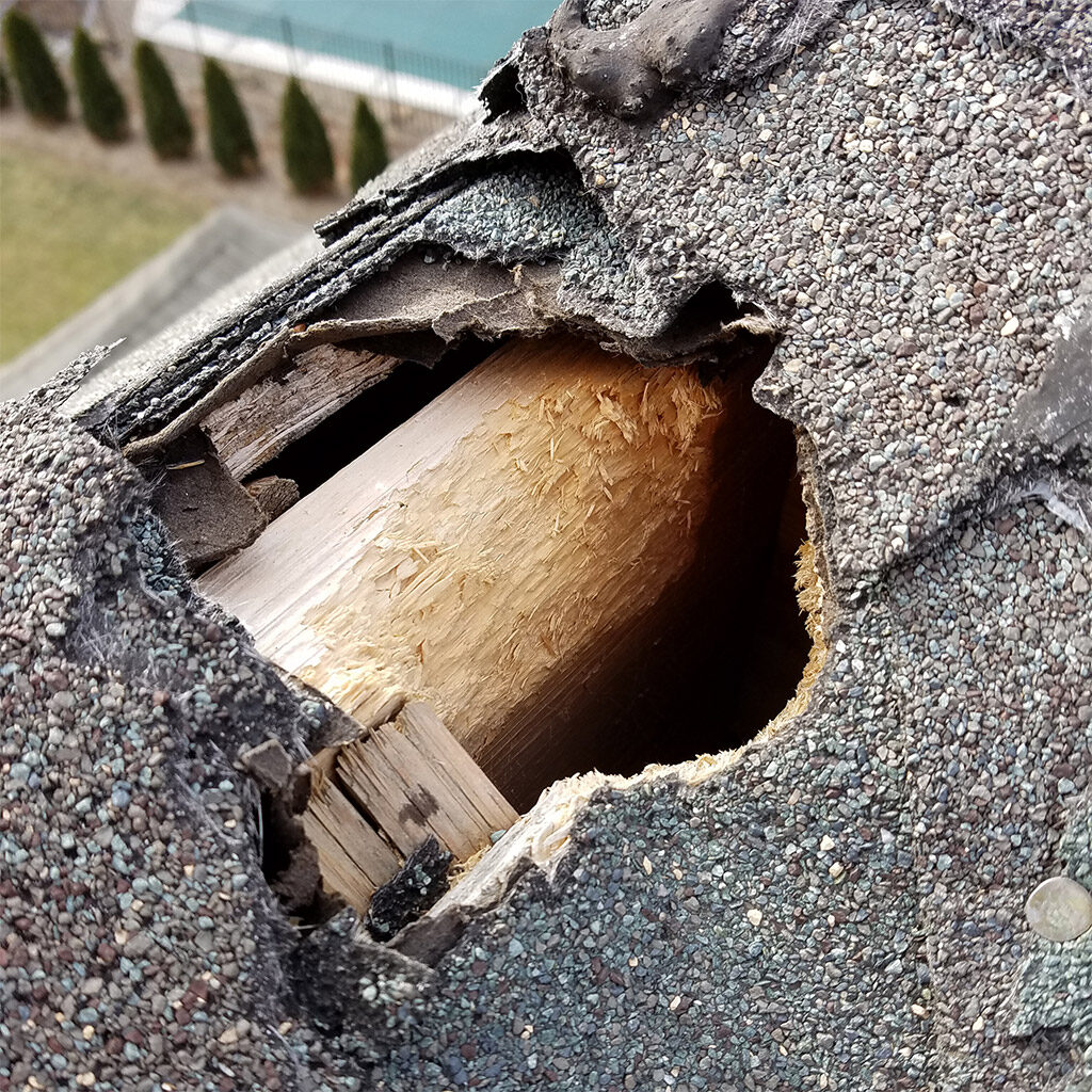wildlife-proofing-exclusion wildlife removal service
